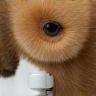 Soins dermatologiques chez le chien