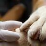 Grossissement sur des pattes de chien manucurés