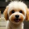 Chien stylisé avec une coupe unique