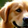 Claire M. et Samba, Golden Retriever